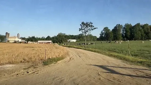 农村农场的场景与道路，谷仓，奶牛和筒仓